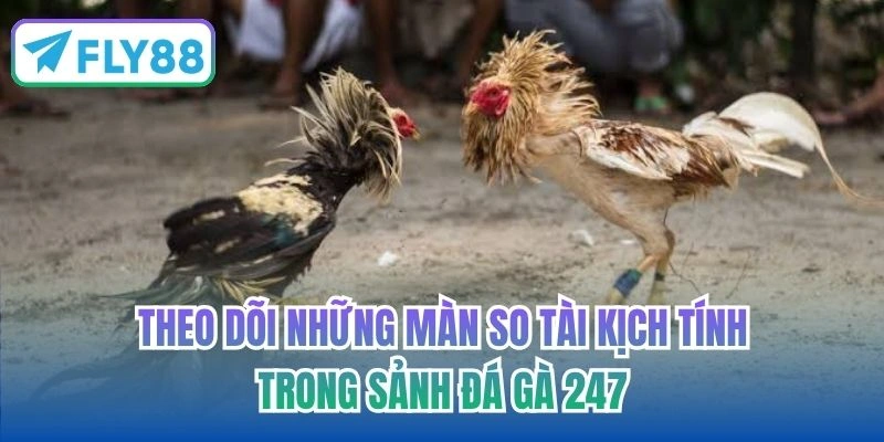 Theo dõi những màn so tài kịch tính trong sảnh Đá gà 247