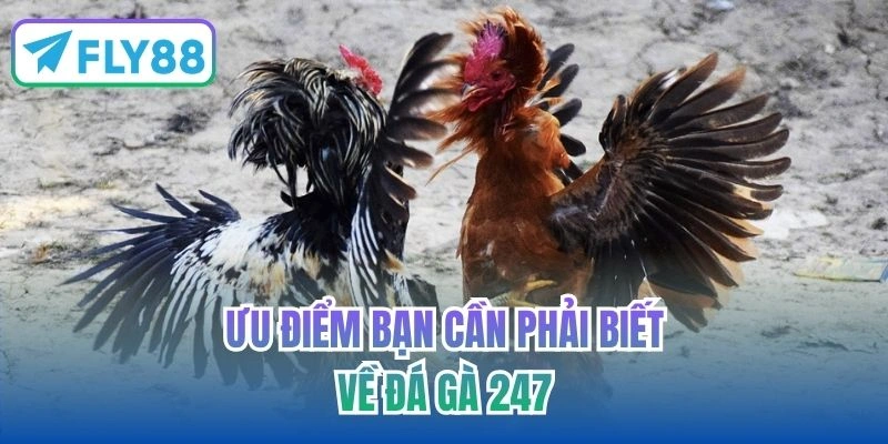 Ưu điểm bạn cần phải biết về đá gà 247